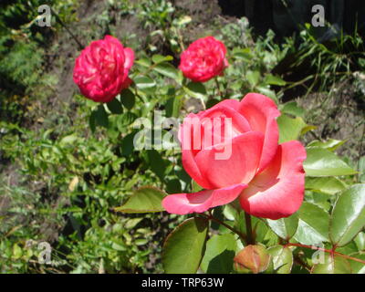 Close-up schöne rosa Rose in einem Garten. Schönen blühenden zarten rosa Rose auf einen dunkelgrünen Hintergrund. Konzept für Liebe in Valentinstag Stockfoto
