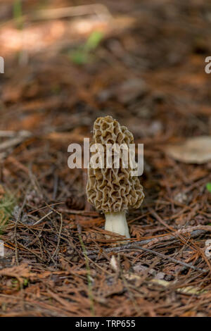 Eine wahre Morel Pilz (Gattung) Morchella eine essbare Pilze wachsen auf den Waldboden. Stockfoto