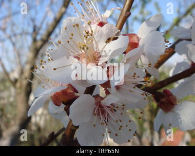 Frühjahr blühenden Zweig des Baumes. Tree Blossom. Weiße Blumen und grüne Blätter vor blauem Himmel. Stockfoto