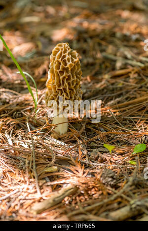 Eine wahre Morel Pilz (Gattung) Morchella eine essbare Pilze wachsen auf den Waldboden. Stockfoto