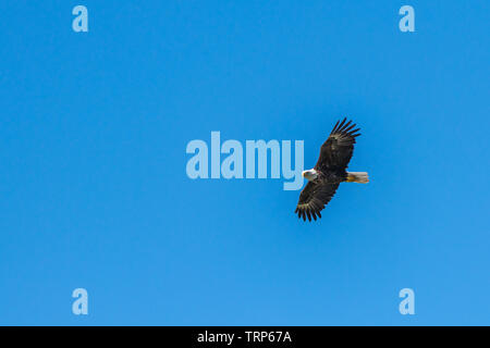 Ein Weißkopfseeadler (Haliaeetus leucocephalus) steigt gegen einen klaren blauen Himmel. Stockfoto