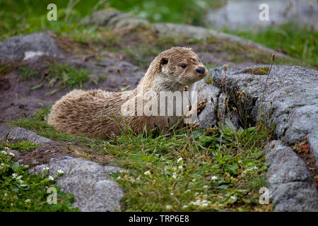 Otter saß auf Trockene Felsen Stockfoto