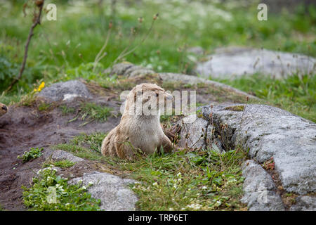 Otter saß auf Trockene Felsen, Alesund Norwegen Stockfoto