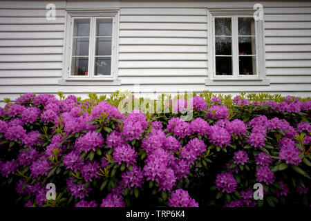 White Cottage in Gamies Stavanger, Norwegen Stockfoto