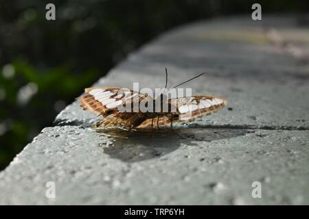 Blaue Clipper Schmetterling Stockfoto