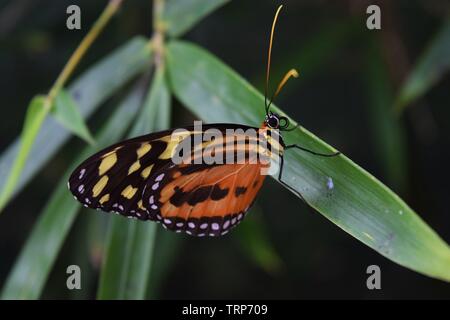 Tiger Longwing Schmetterling Stockfoto