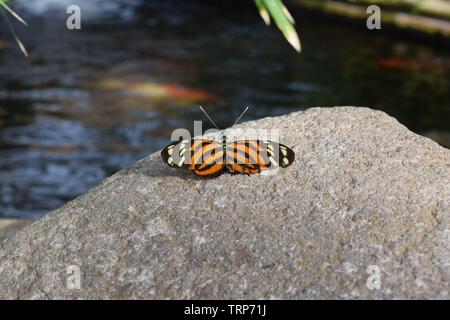 Tiger Longwing Schmetterling Stockfoto