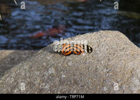 Tiger Longwing Schmetterling Stockfoto