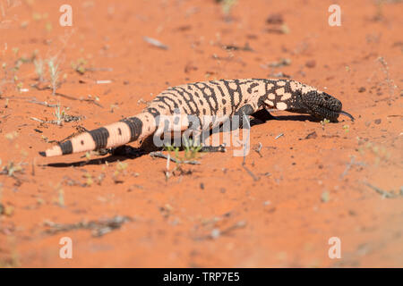 Gila monster gehen Mit herausgestreckter Zunge, Utah Stockfoto