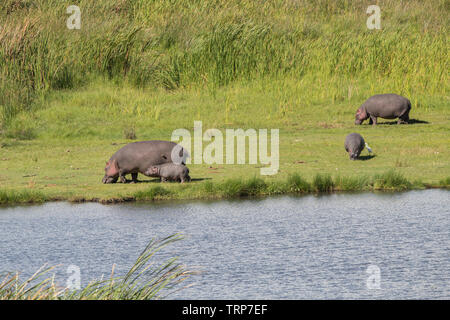 Flusspferde aus Wasser, Ngorongoro Krater, Tansania Stockfoto