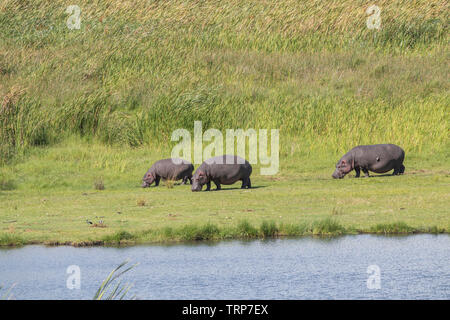 Flusspferde aus Wasser, Ngorongoro Krater, Tansania Stockfoto