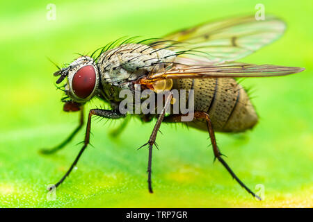 Exotische Fruchtfliege Drosophila Diptera Insekt auf Pflanze Blatt Stockfoto