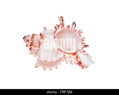 Eine Murex Muschel Muschel isoliert auf weißem Hintergrund Stockfoto