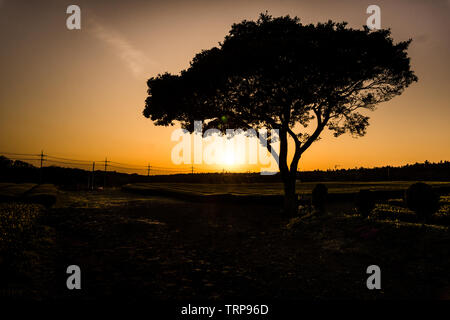 Silouhette eines isolierten Baum in der Mitte des grünen Tees Bauernhof während Sonne in Jeju, Südkorea. Stockfoto
