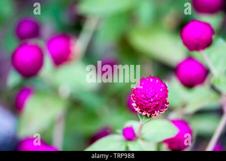 Gomphrena nana L profitieren, Blumen und Bäume haben einen süßen, bösen Geschmack, es ist eine vorsätzliche Droge, die auf die Lunge und die Leber wirkt, wie eine Leber re verwendet Stockfoto