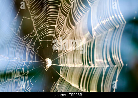 Blur Spinnen web für das Manipulieren von Trap prey auf Bäumen im Garten Stockfoto