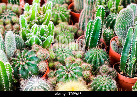 Multi von Kaktus auf Schmutz Topf, auf terrarium Dekor und Einrichtung in Haus und Büro Stockfoto