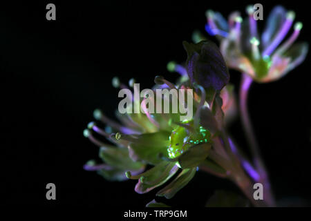 Blumen von Norwegen Ahorn, Acer negundo, fotografiert im UV-Licht (365 nm) Stockfoto