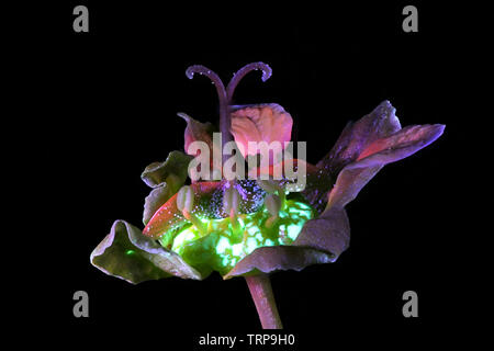 Blumen von Norwegen Ahorn, Acer negundo, fotografiert im UV-Licht (365 nm) Stockfoto