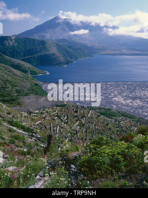 USA, Washington, Mt. St. Helens National Volcanic Monument, Ansicht von Independence Pass mit Wildblumen, Logs auf Spirit Lake und Mt. St. Helens. Stockfoto