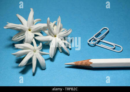 Stillleben mit weißer Farbe Bleistift, Büroklammern und Jasminblüten. Stockfoto
