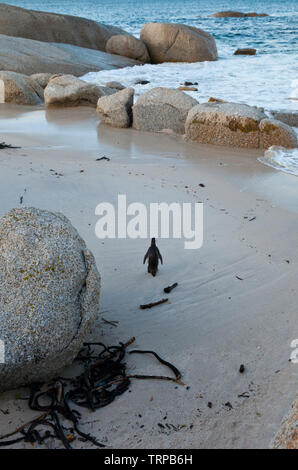 Afrikanische Pinguin - PINGÜINO DEL CABO (Spheniscus demersus), Boulders Beach, Table Mountains National Park, False Bay, Südafrika, Afrika Stockfoto