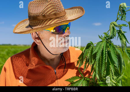 Outdoor Portrait von bärtigen Kaukasischen älterer Mann mit orange Sweatshirt, Strohhut und Sonnenbrille Chamäleon Prüfung der Pflanze Hanf Stockfoto