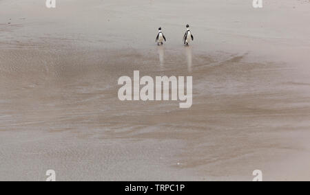 Afrikanische Pinguin - PINGÜINO DEL CABO (Spheniscus demersus), Boulders Beach, Table Mountains National Park, False Bay, Südafrika, Afrika Stockfoto