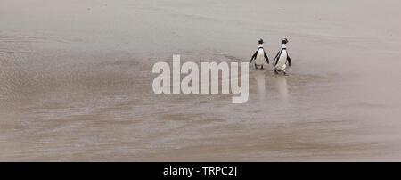 Afrikanische Pinguin - PINGÜINO DEL CABO (Spheniscus demersus), Boulders Beach, Table Mountains National Park, False Bay, Südafrika, Afrika Stockfoto