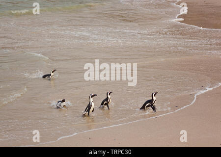 Afrikanische Pinguin - PINGÜINO DEL CABO (Spheniscus demersus), Boulders Beach, Table Mountains National Park, False Bay, Südafrika, Afrika Stockfoto