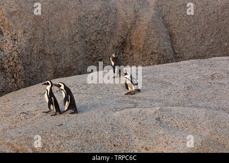 Afrikanische Pinguin - PINGÜINO DEL CABO (Spheniscus demersus), Boulders Beach, Table Mountains National Park, False Bay, Südafrika, Afrika Stockfoto