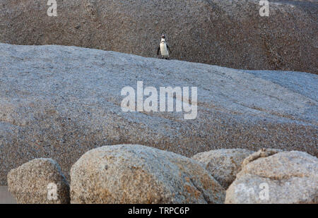 Afrikanische Pinguin - PINGÜINO DEL CABO (Spheniscus demersus), Boulders Beach, Table Mountains National Park, False Bay, Südafrika, Afrika Stockfoto