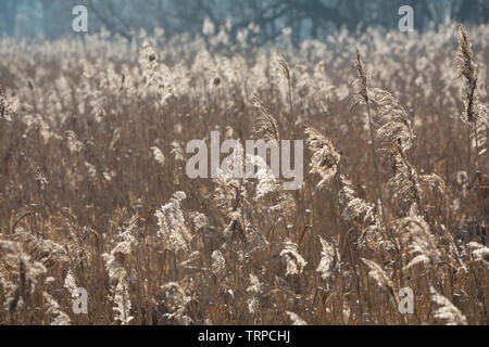 Gewöhnliches Schilf, Schilf, Rohr, Schilfrohr, Schilfgebiet, Schilfgürtel, Röhricht, Phragmites australis, Phragmites communis, Reed, Schilfgras, Rose Stockfoto