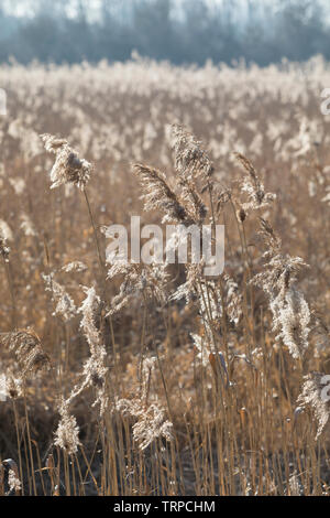 Gewöhnliches Schilf, Schilf, Rohr, Schilfrohr, Schilfgebiet, Schilfgürtel, Röhricht, Phragmites australis, Phragmites communis, Reed, Schilfgras, Rose Stockfoto