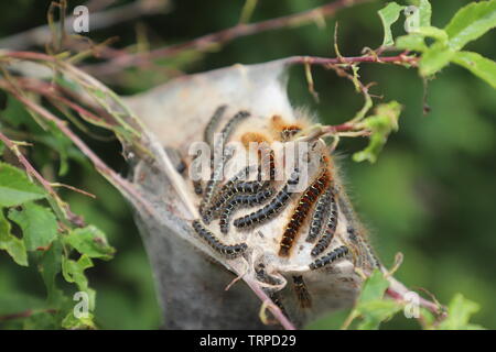 Kleine Eggar Nachtfalter Raupen Stockfoto