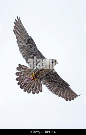 Wanderfalke (FALCO PEREGRINUS) Norwich Stockfoto