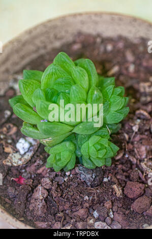 Haworthia cuspidata (Stern Fenster Werk) ist eine Rosette bilden, saftig, mit Stern - wie Rosetten, bis zu 4 Zoll (10 cm) über. Die Blätter sind Lime gr Stockfoto