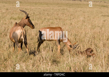 Topi (Damaliscus Lunatus) Masai Mara National Nature Reserve, Kenia, Ostafrika Stockfoto