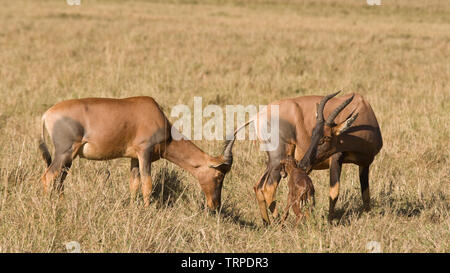 Topi (Damaliscus lunatus) kalben und neue Geboren am Maasai Mara National Nature Reserve, Kenia, Ostafrika. Reifen Topi über mit jüngeren fem zu kalben Stockfoto