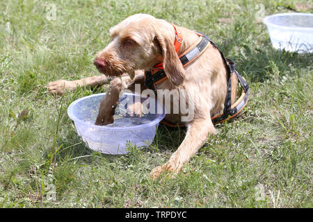 Vizsla Hund trinken frisches kaltes Wasser an einem heißen Sommertag im Freien Stockfoto