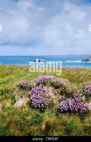 Meer Sparsamkeit Ameria maritima wachsen auf Pentire Punkt westlich mit der unbewohnten Felseninsel Gull Rock im Hintergrund in Newquay in Cornwall. Stockfoto