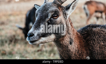 In der Nähe der weiblichen Mufflon, stehend auf einem Feld in den Wald Stockfoto