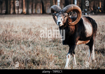 In der Nähe der weiblichen Mufflon, stehend auf einem Feld in den Wald Stockfoto