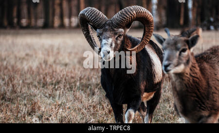 In der Nähe der weiblichen Mufflon, stehend auf einem Feld in den Wald Stockfoto