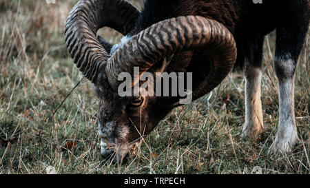 In der Nähe der weiblichen Mufflon, stehend auf einem Feld in den Wald Stockfoto