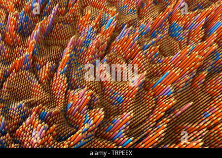 3D-Illustration - kreative Hintergrund der Buntstifte mit unterschiedlicher Höhe. Rot und Blau Muster. Farbgestaltung der Bleistift Muster Zusammensetzung. Stockfoto