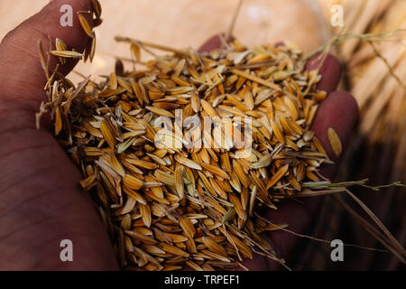 Paddy in der Hand des Landwirts Stockfoto