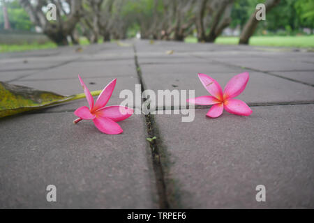 Rosa plumeria Blumen auf dem Betonboden Stockfoto