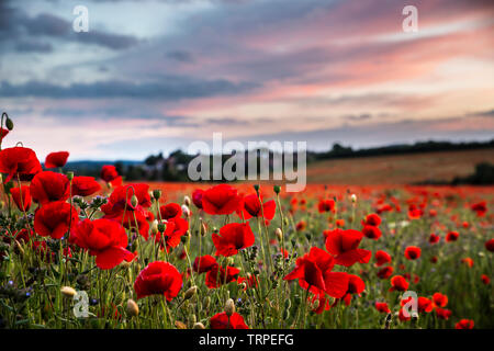 Nahaufnahme der gemeinsamen roten Mohnblumen (Papaver Rhoeas) in UK Mohnfeld bei Sonnenuntergang. Wilde Mohnblumen in der Abendsonne wie in Flanders Fields, Erinnerung. Stockfoto