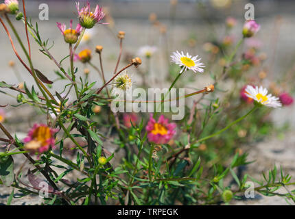 Gänseblümchen wachsen auf Felsen Stockfoto